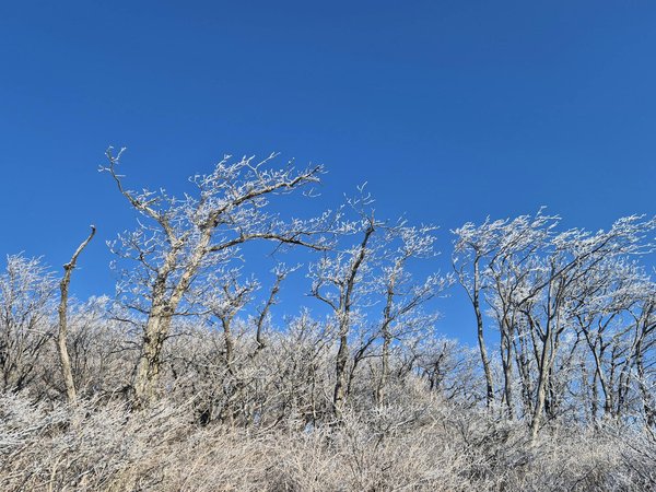 Le pouvoir des fruits secs pour lutter contre le cholestérol